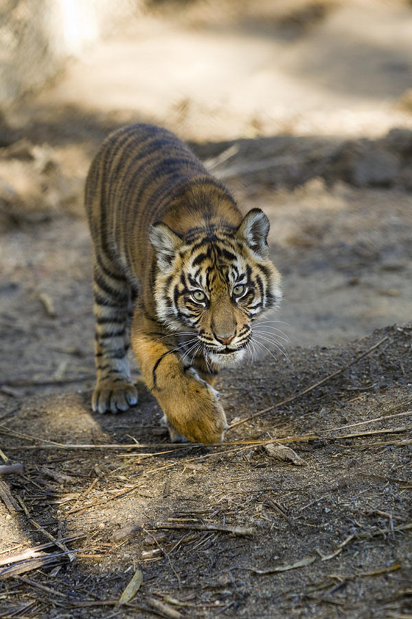 Tiger Panthera Tigris Cub, Native Photograph by Zssd