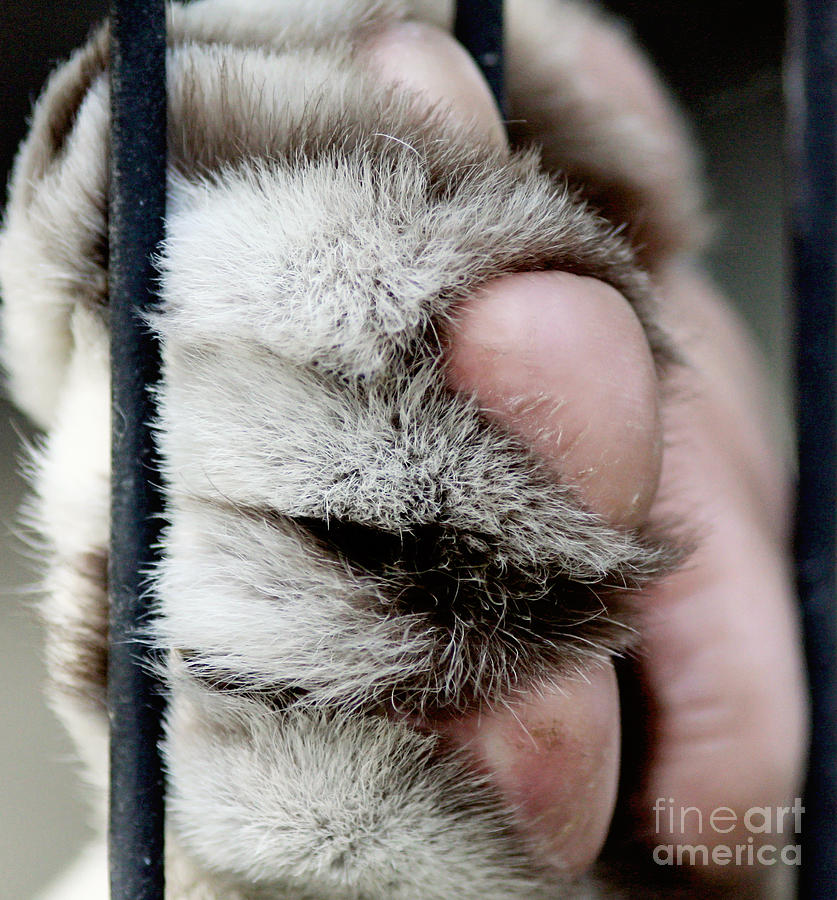 Tiger Paw Photograph by Pam  Holdsworth
