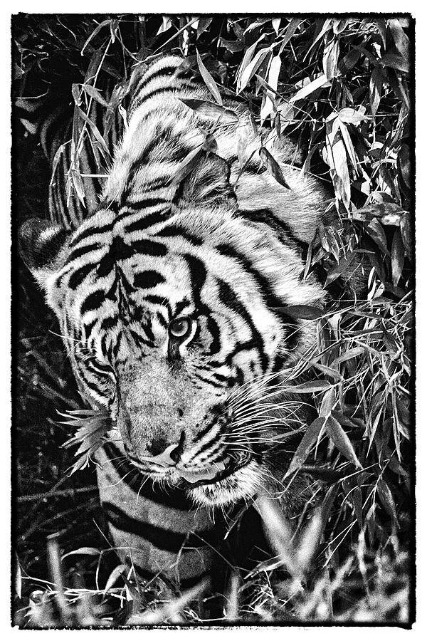 Tiger Photograph by Perla Copernik