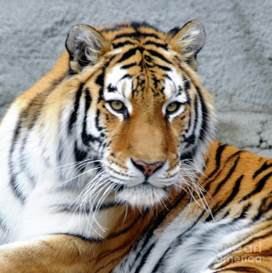 Tiger Portrait 2 Photograph by Ronald Grogan