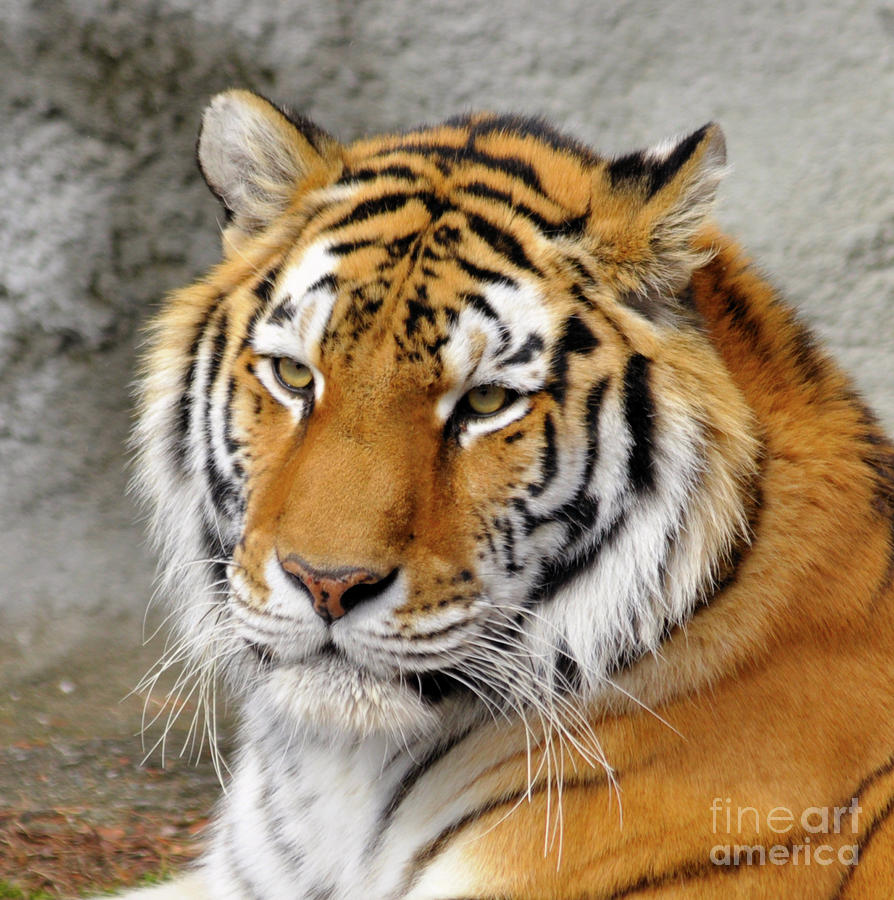 Tiger Portrait Photograph by Ronald Grogan
