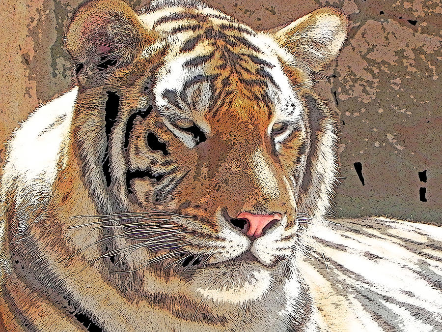 Tiger poster Photograph by Jesus Nicolas Castanon - Fine Art America