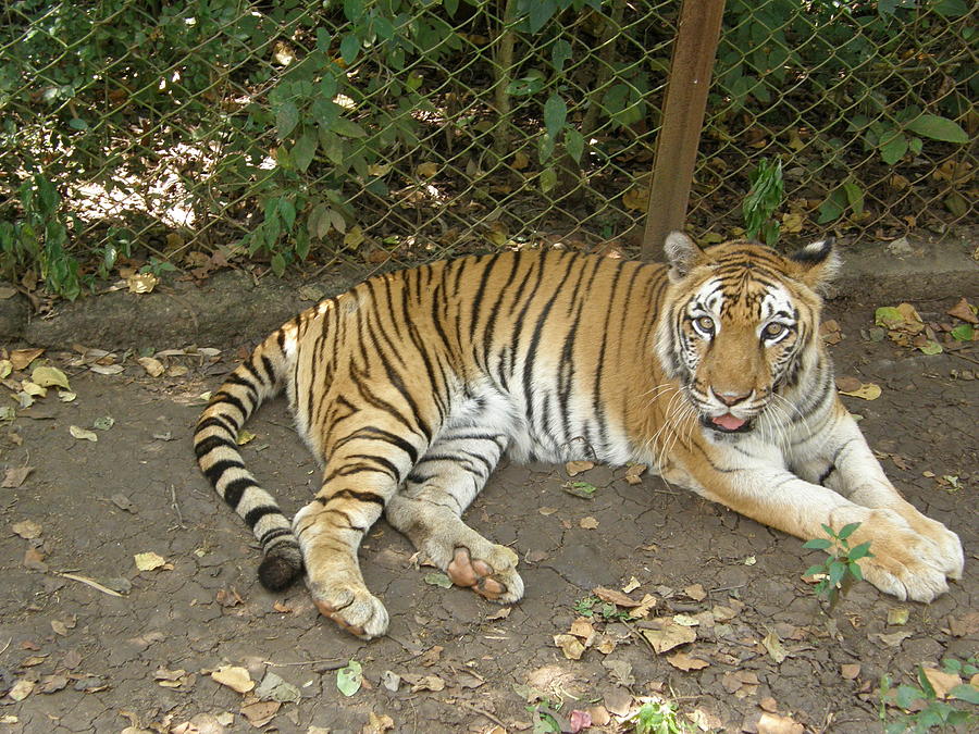 Tiger  Photograph by Priya Arun 