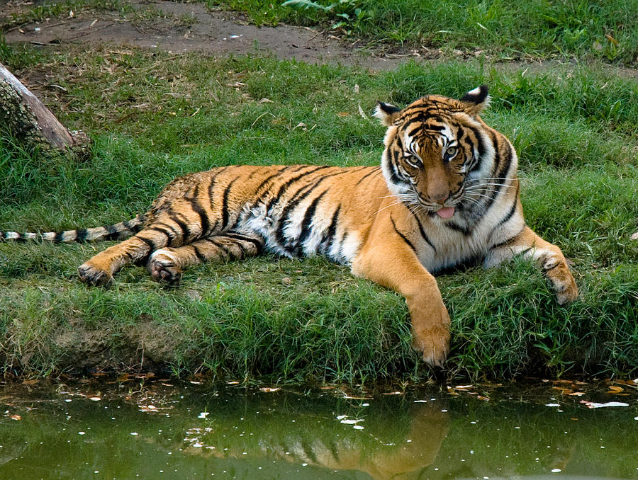 Tiger Relaxed Photograph by Brenda Laird