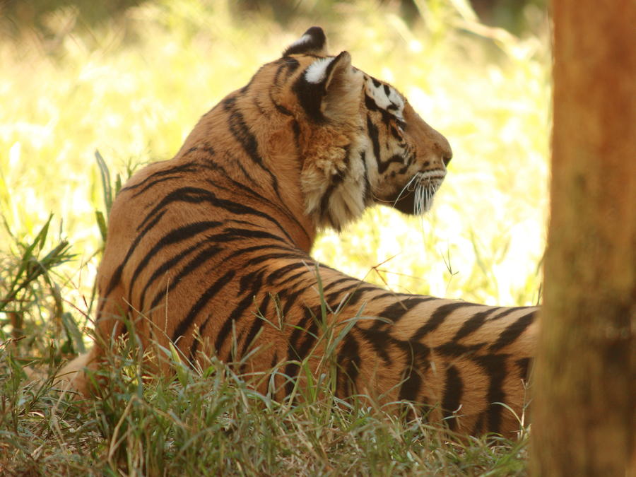 Tiger Photograph - Tiger Resting by Don Krajewski