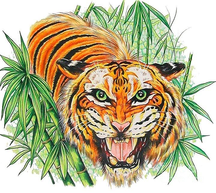 Tiger Roar Drawing by Kimberlee Ketterman Edgar Fine Art America