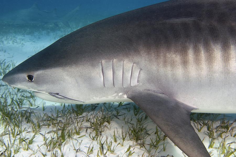 Tiger Shark Photograph by Clay Coleman | Fine Art America