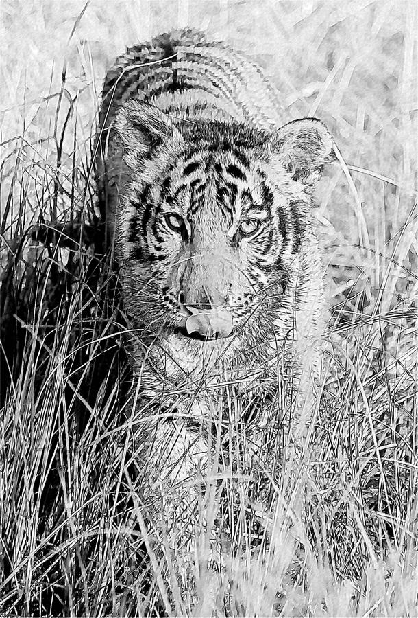 Tiger Sketch Photograph by Wade Aiken
