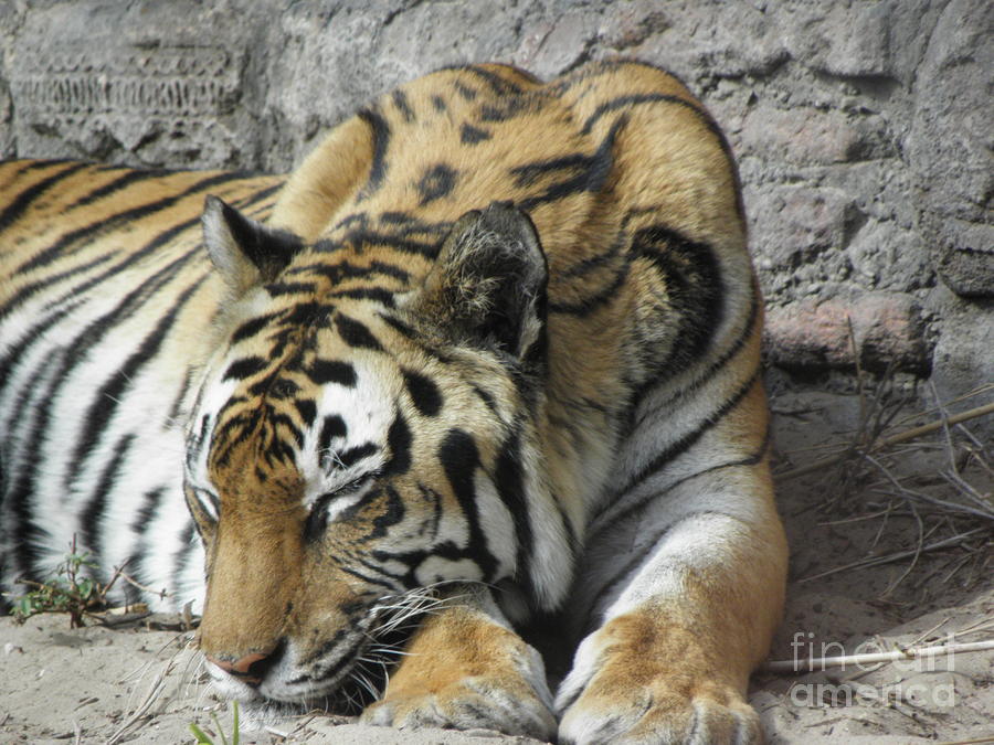 Tiger sleeping Photograph by Kim Galluzzo