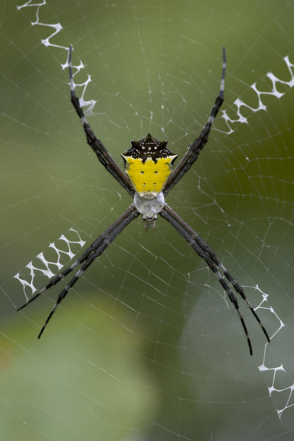 Tiger Spider Female On A Web Costa Rica Photograph by Piotr Naskrecki