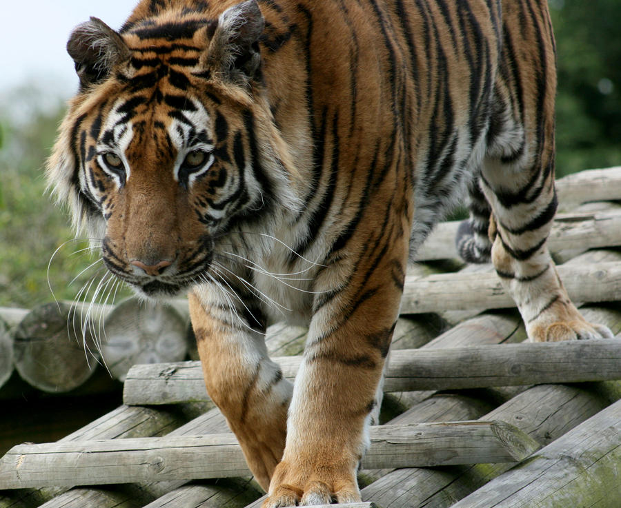Tiger Stalk Photograph by Lucy Swinburne Fine Art America