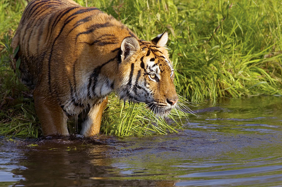 Tiger Standing In Water Photograph by John Pitcher - Fine Art America