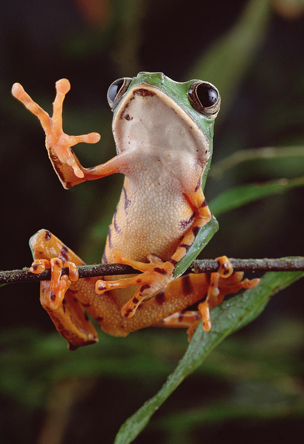 Tiger Striped Leaf Frog Waving Photograph by Claus Meyer