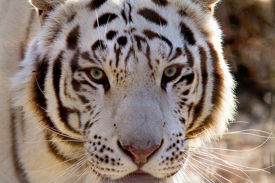 Tiger Stripes Exotic Animal Sanctuary 8 Photograph
