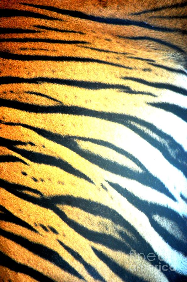 Tiger Stripes Photograph by Maria Urso