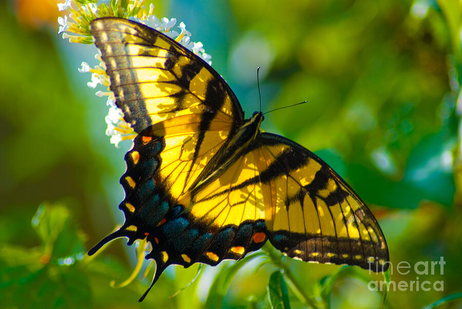 Tiger Swallowtail  Butterfly Photograph by Stephen Whalen