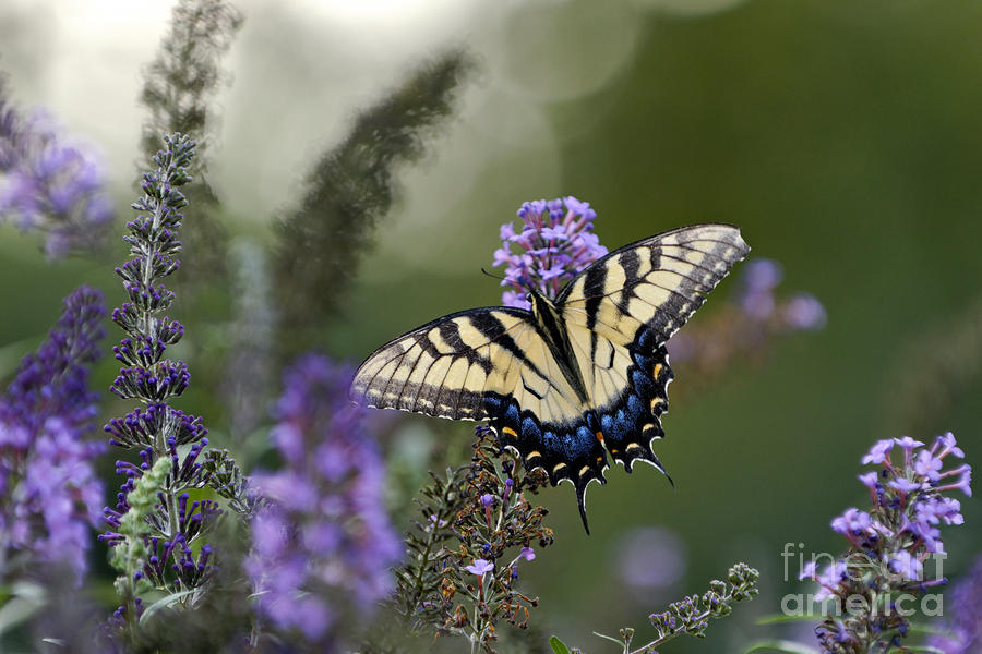 Tiger Swallowtail - D007041 Photograph by Daniel Dempster