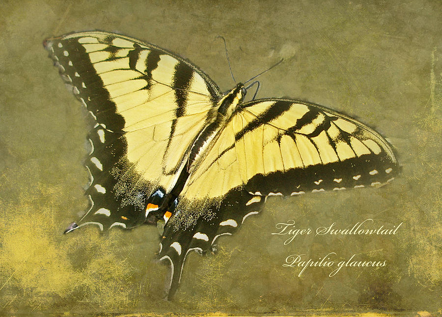 Tiger Swallowtail Butterfly - Papilio glaucas Photograph by Carol Senske