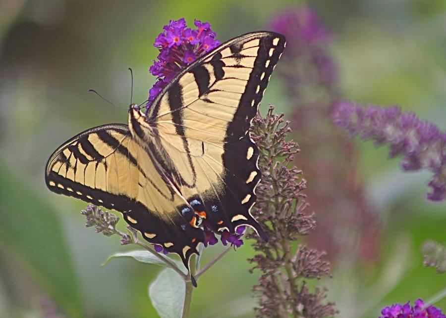 Tiger Swallowtail Butterfly Photograph by Jeanne Juhos