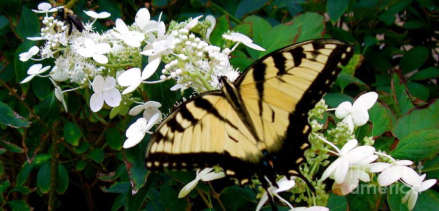 Tiger Swallowtail Butterfly  Photograph by Nancy Patterson