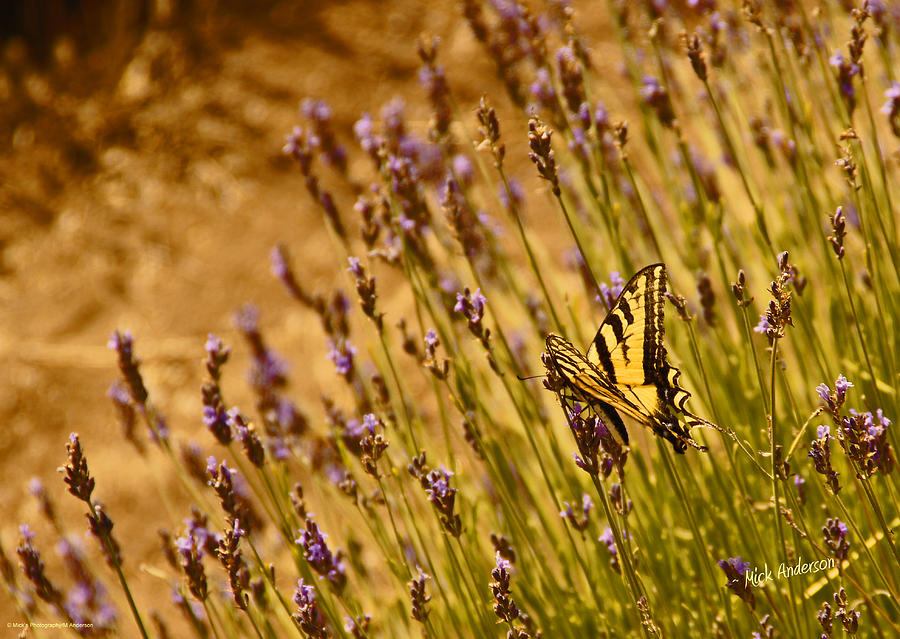 Tiger Swallowtail Butterfly on Lavender Photograph by Mick Anderson