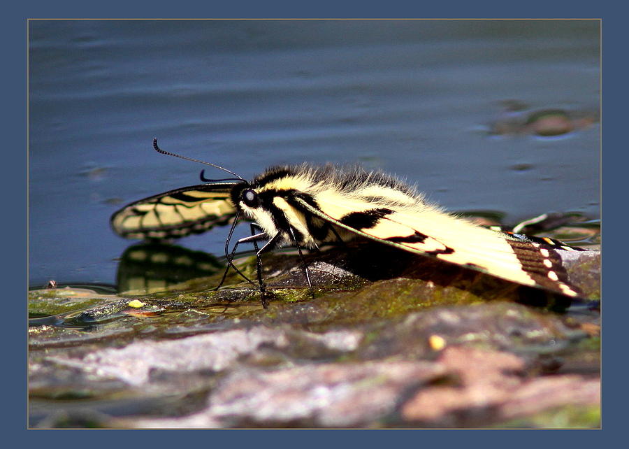 Tiger Swallowtail Butterfly Photograph by Travis Truelove