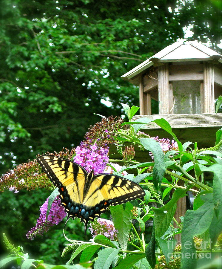 Tiger Swallowtail By the Bird Feeder  Photograph by Nancy Patterson