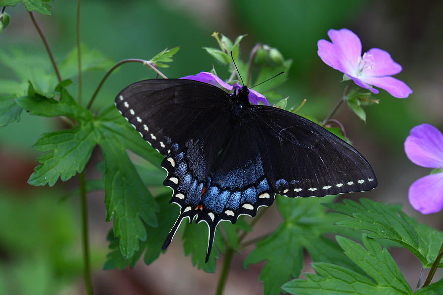 Tiger Swallowtail Female Dark Form On Wild Geranium Photograph by Daniel Reed