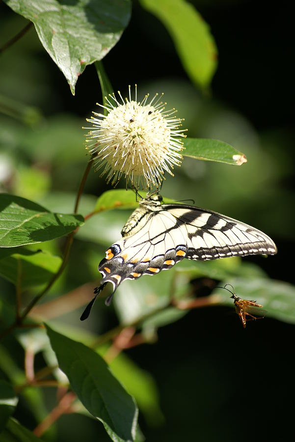 Nature Photograph - Tiger Swallowtail by Heidi Poulin Nature Photograph - Tiger Swallowtail by Heidi Poulin