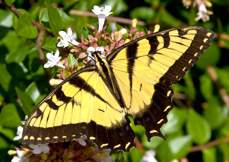 Tiger Swallowtail Photograph by Lynne Jenkins