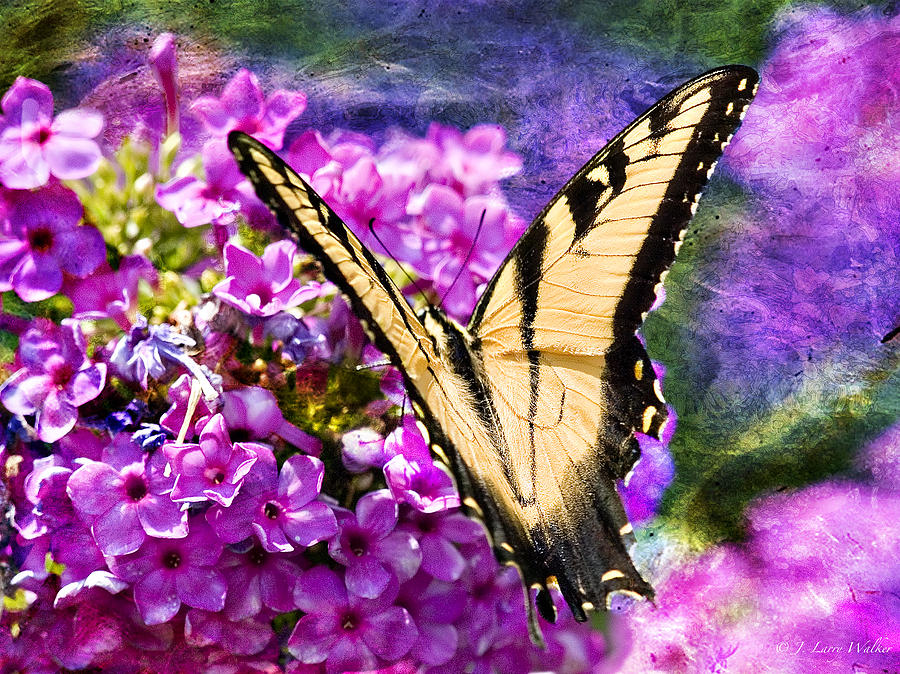Tiger Swallowtail Morning Feed Digital Art by J Larry Walker