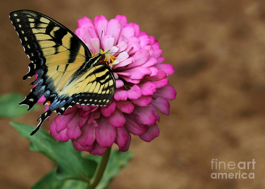 Tiger Swallowtail on a Pink Zinnia Photograph by Sabrina L Ryan