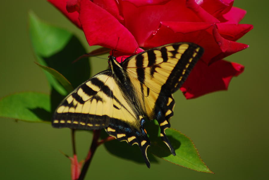 Tiger Swallowtail on a Red Rose Photograph by Wanda Jesfield
