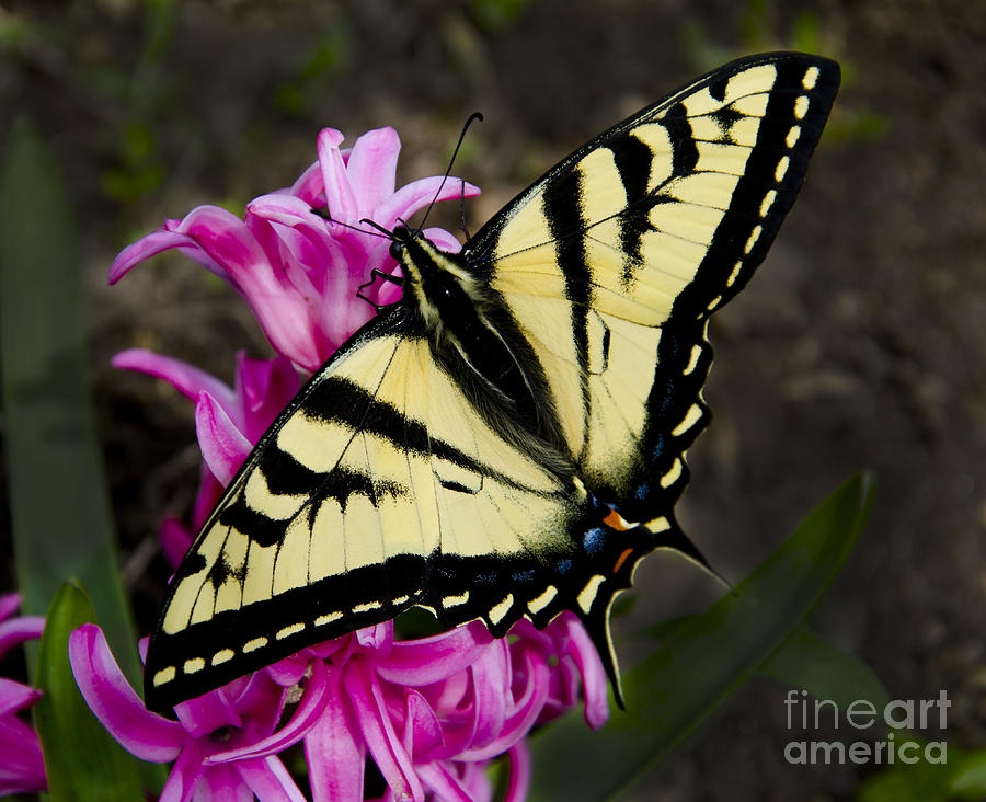 Tiger Swallowtail on pink Hyacinth Photograph by Jim And Emily Bush