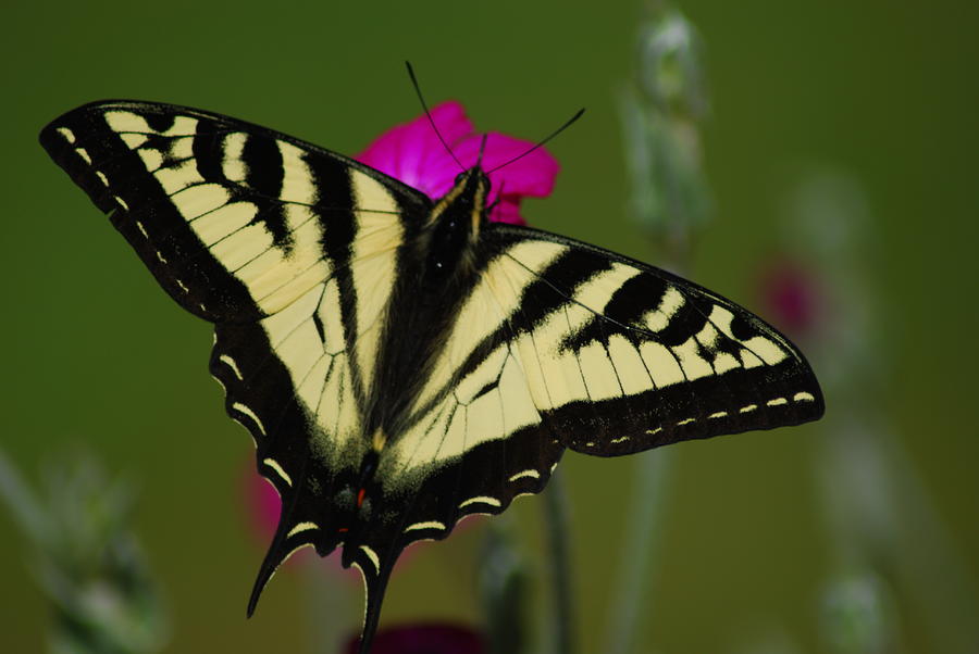 Tiger Swallowtail on Pink Photograph by Wanda Jesfield