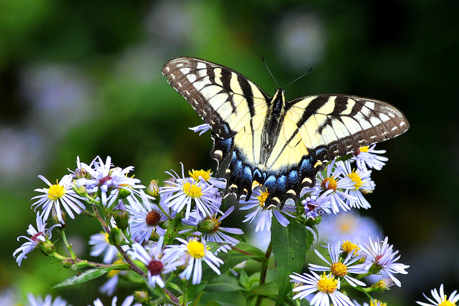 Tiger Swallowtail on Purple Aster Photograph by Alan Lenk