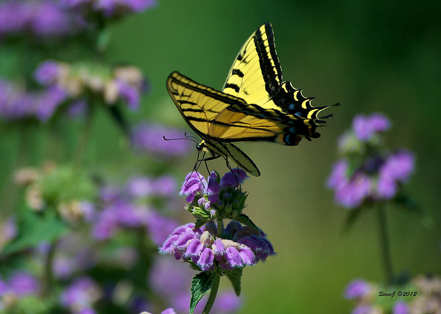 Tiger Swallowtail on Top Photograph by Stephen Johnson