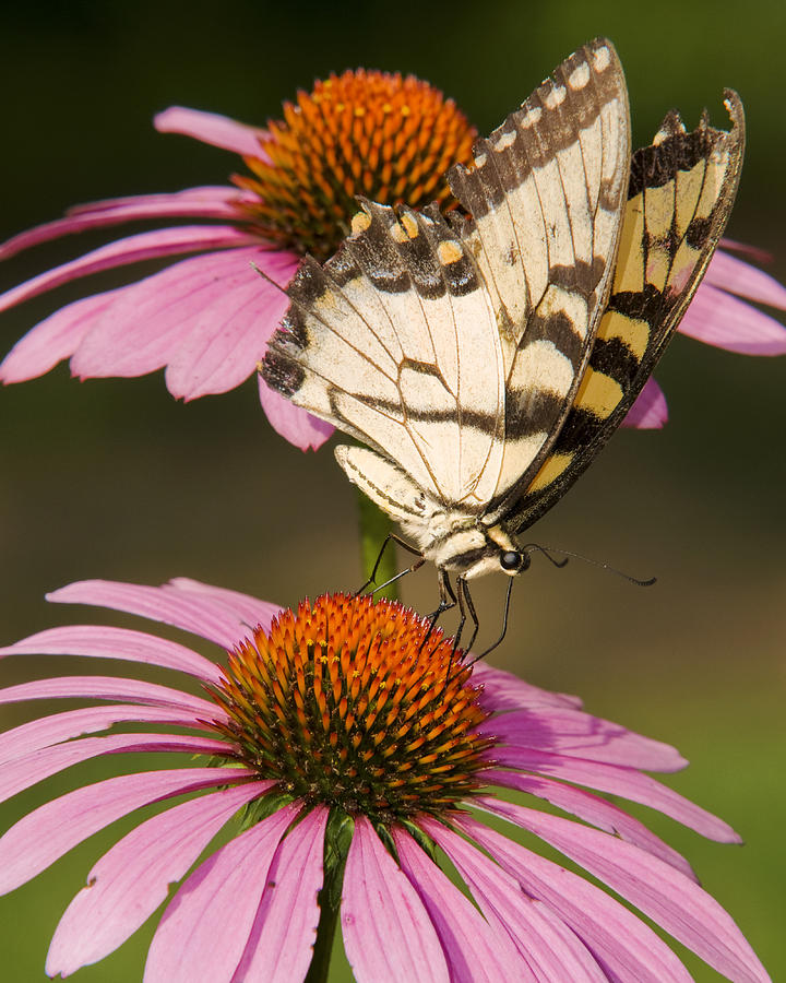 Tiger Swallowtail Photograph by Ron  McGinnis