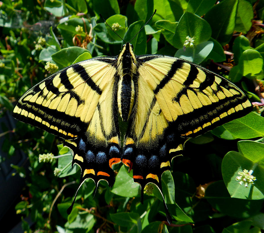 Tiger Swallowtail Photograph by ShaddowCat Arts - Sherry