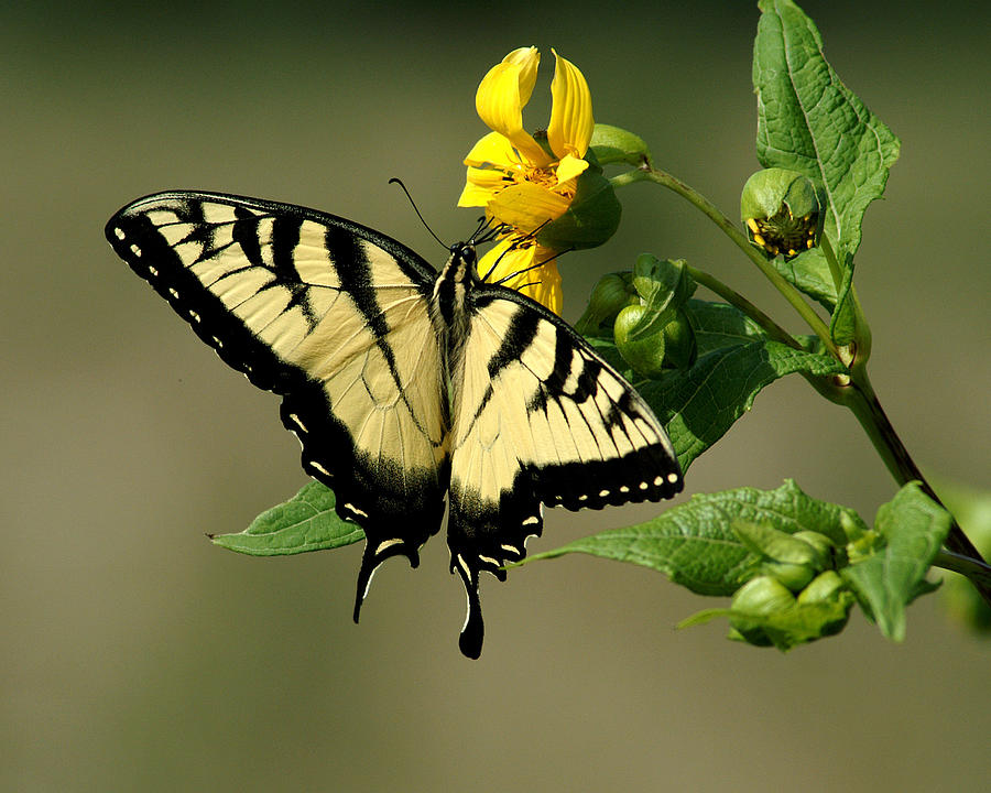 Tiger Swallowtail  Photograph by TnBackroadsPhotos