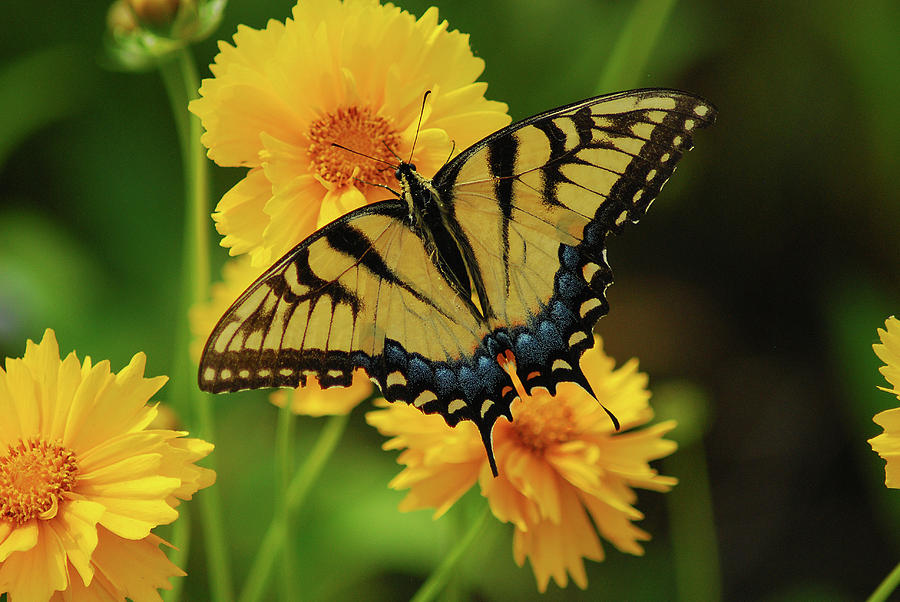 Tiger Swallowtail Photograph by Wanda Jesfield