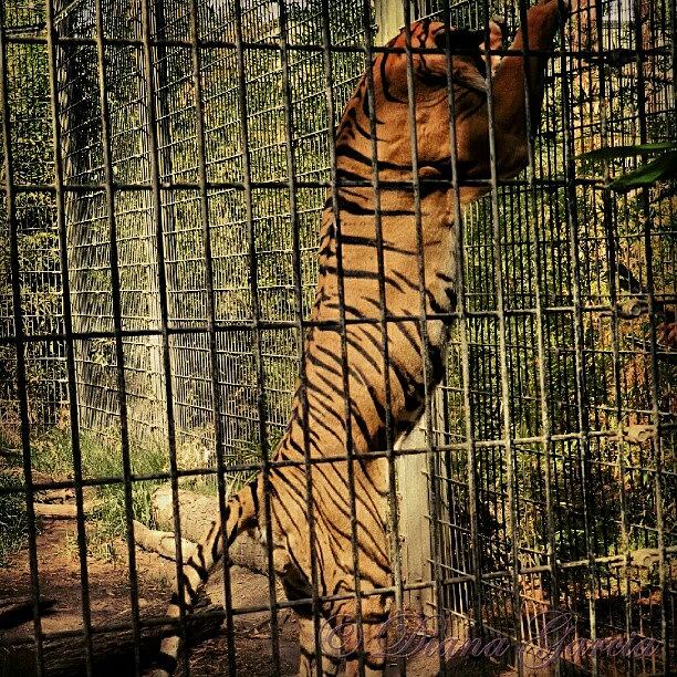 Tiger Photograph - #tiger #tall #beautiful #beauty by Diana Garcia