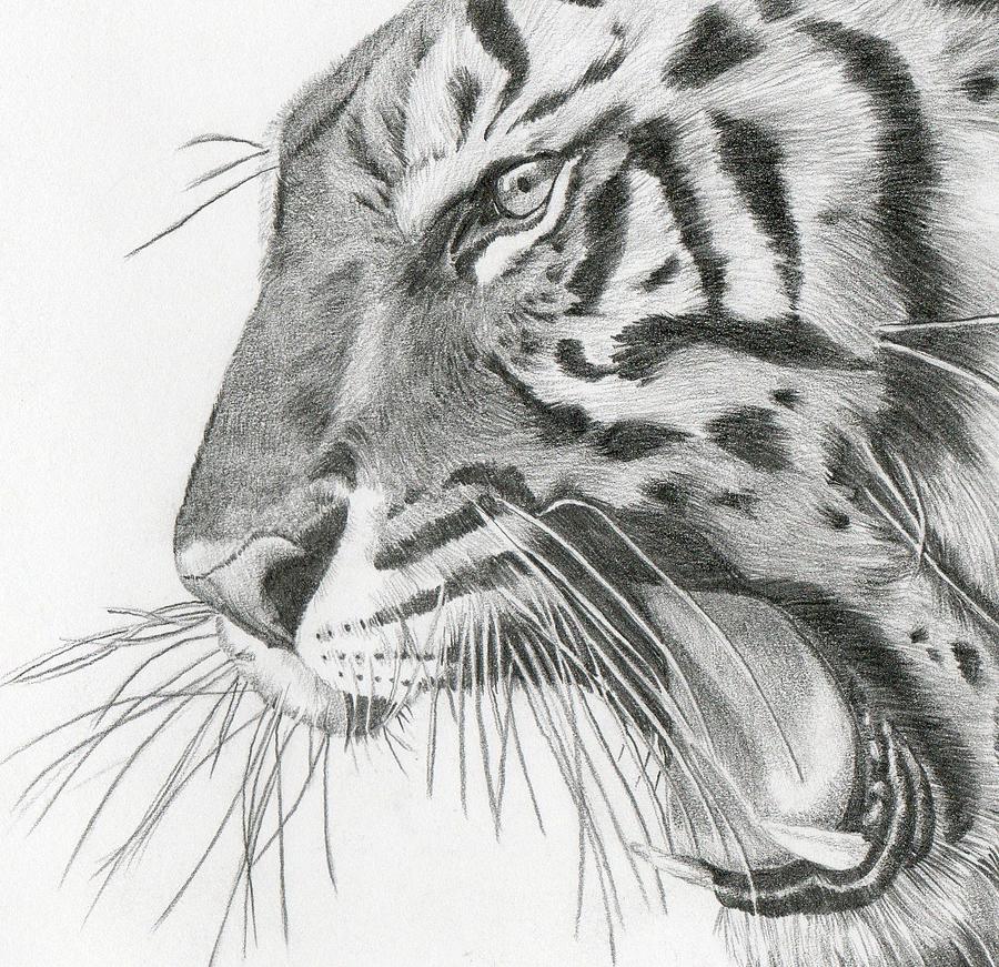 Tiger Tiger Drawing by Sue Miles | Fine Art America