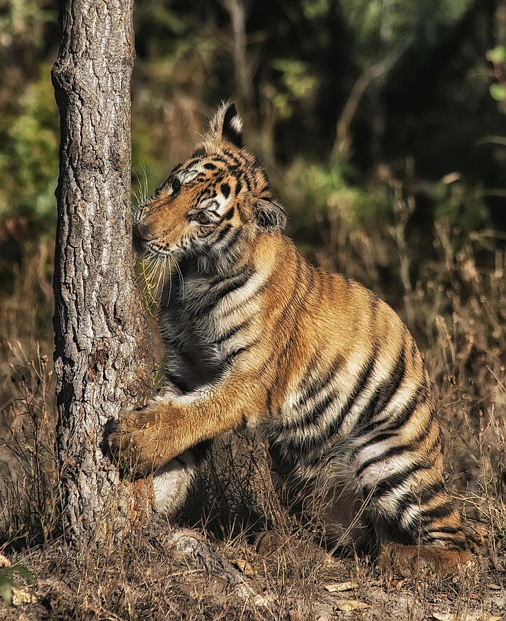 Tiger Tree Photograph by Wade Aiken