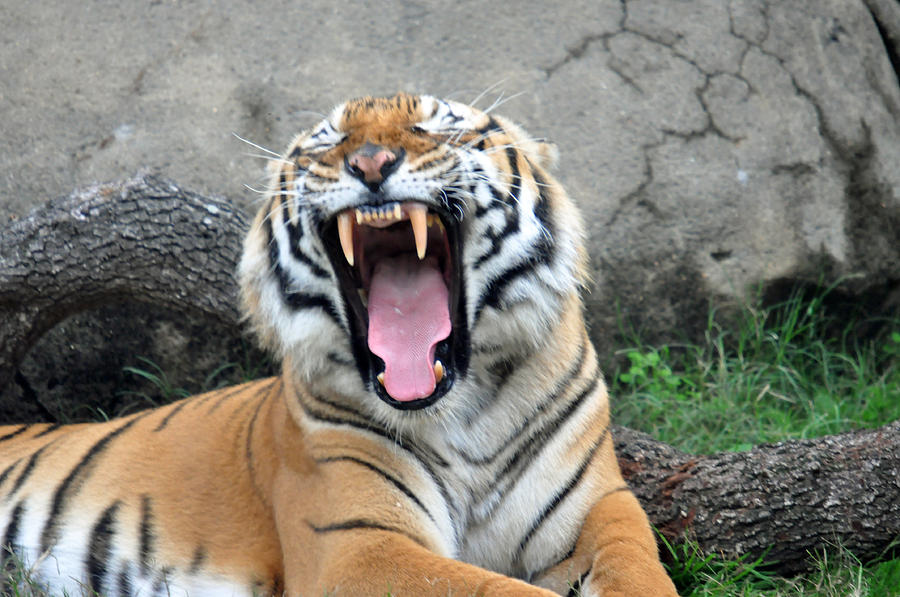 Tiger Yawn Photograph by Teresa Blanton