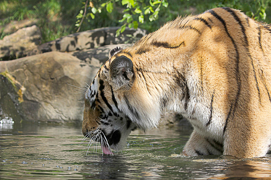 Tiger Photograph - Tiger by Yosi Cupano