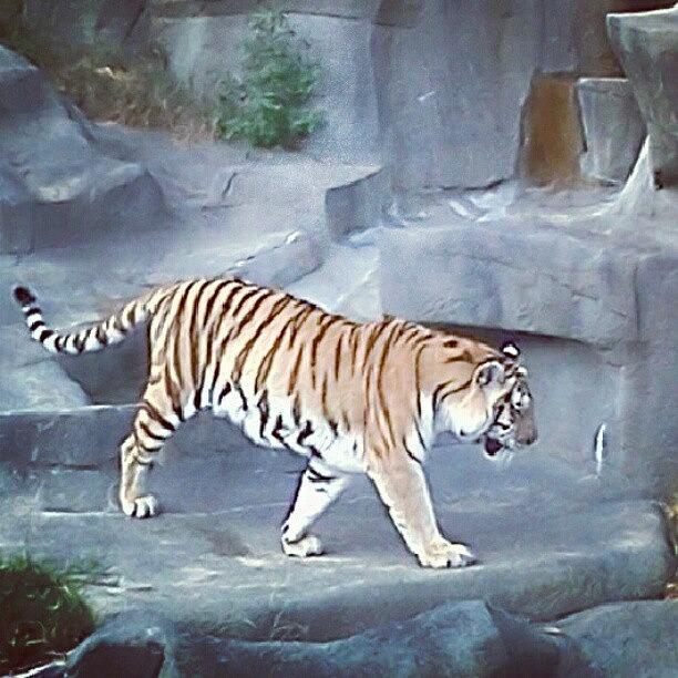 Tiger Photograph - #tiger #zoo #miketyson by Josh Kim