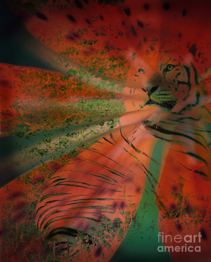 Tigerlily Photograph by Janeen Wassink Searles