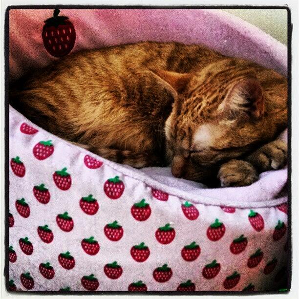 Tigers All Snug In His Princess Bed For Photograph by Susan Neufeld