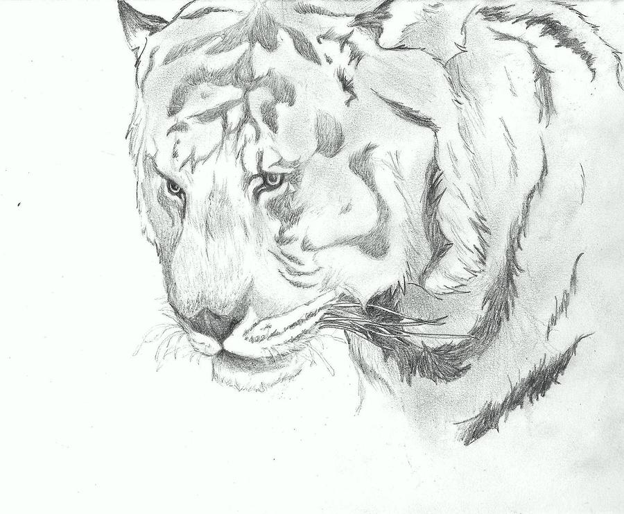 Tigre Drawing by Sydney Hansen - Pixels